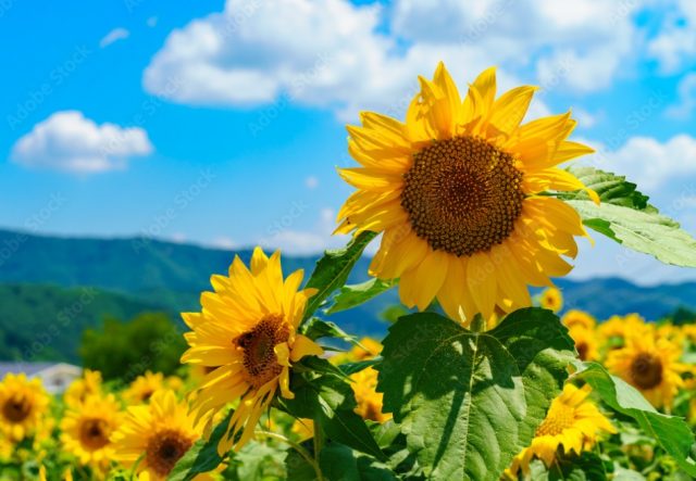 夏季休業のお知らせ～2022～